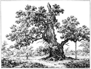 paisaje de campo para pintar